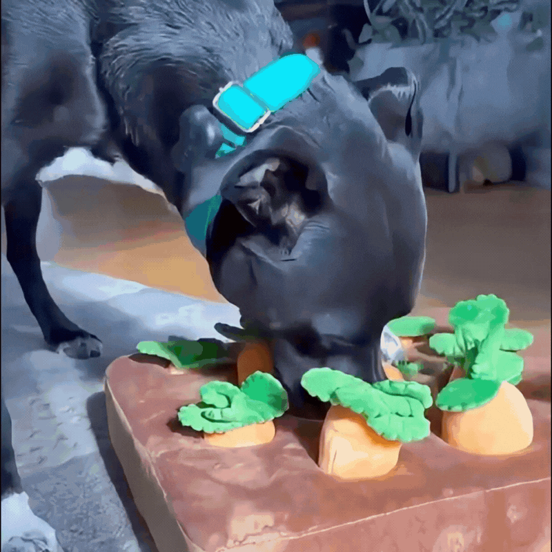 Leo’s SniffFarm™